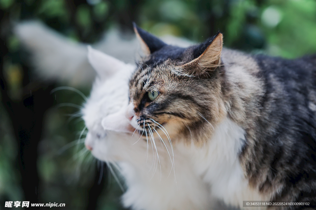 两只侧面猫