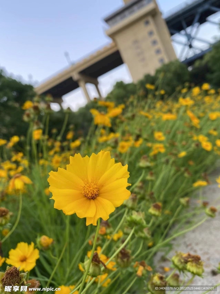 长江大桥下的野花