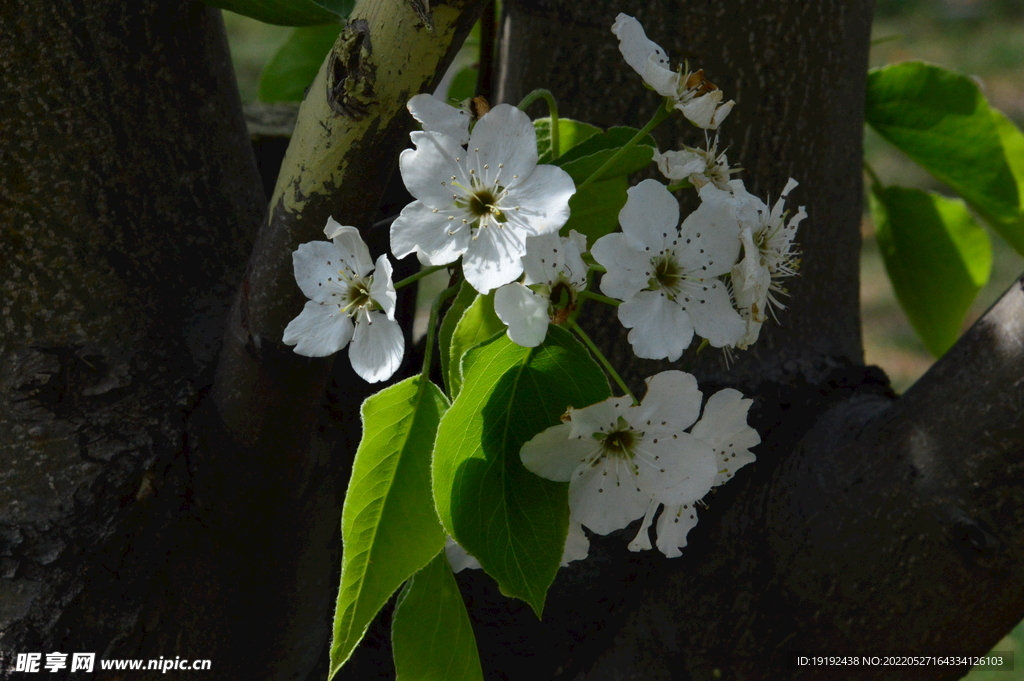 梨花 
