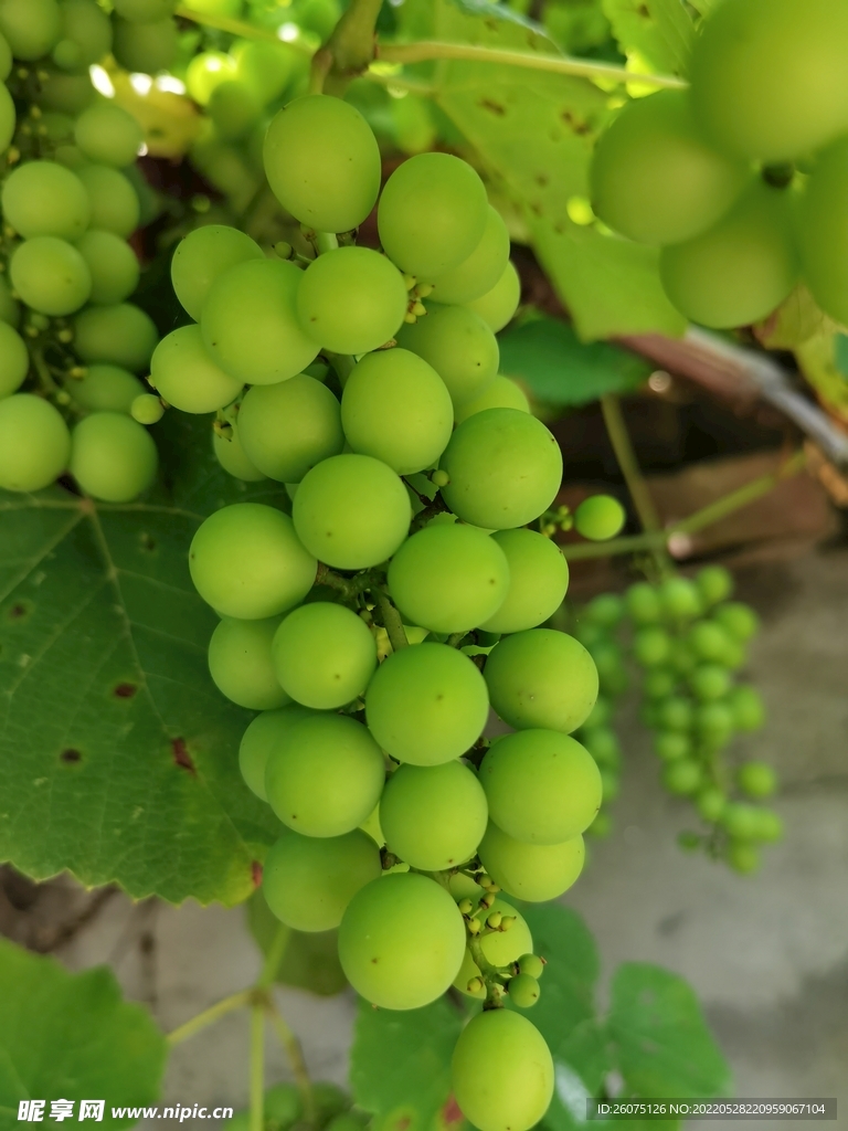 绿葡萄