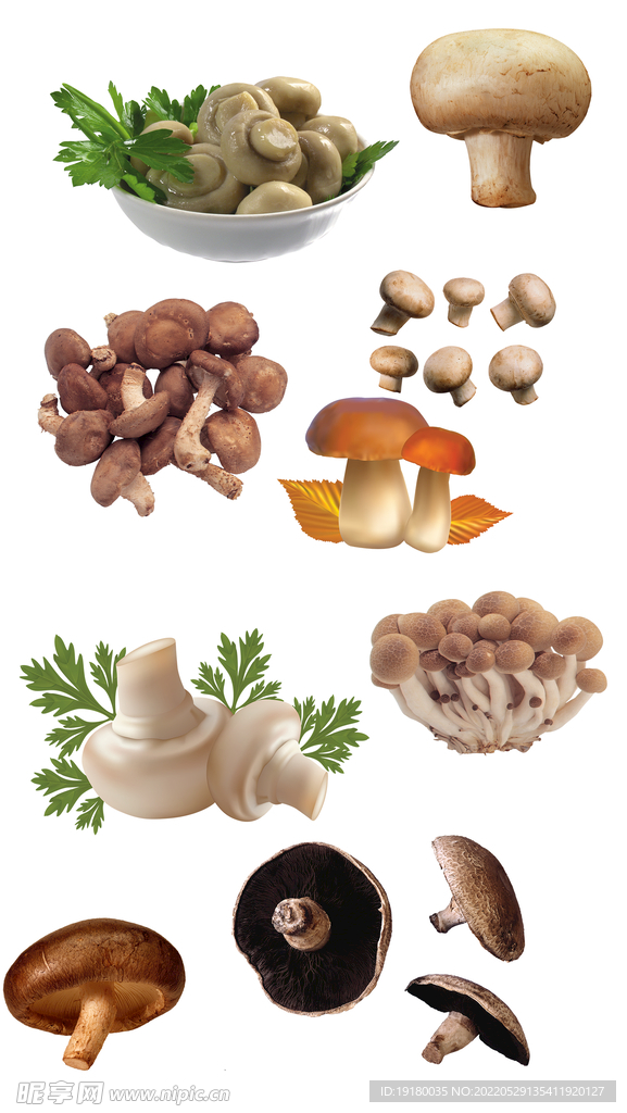 高清免扣蘑菇素材