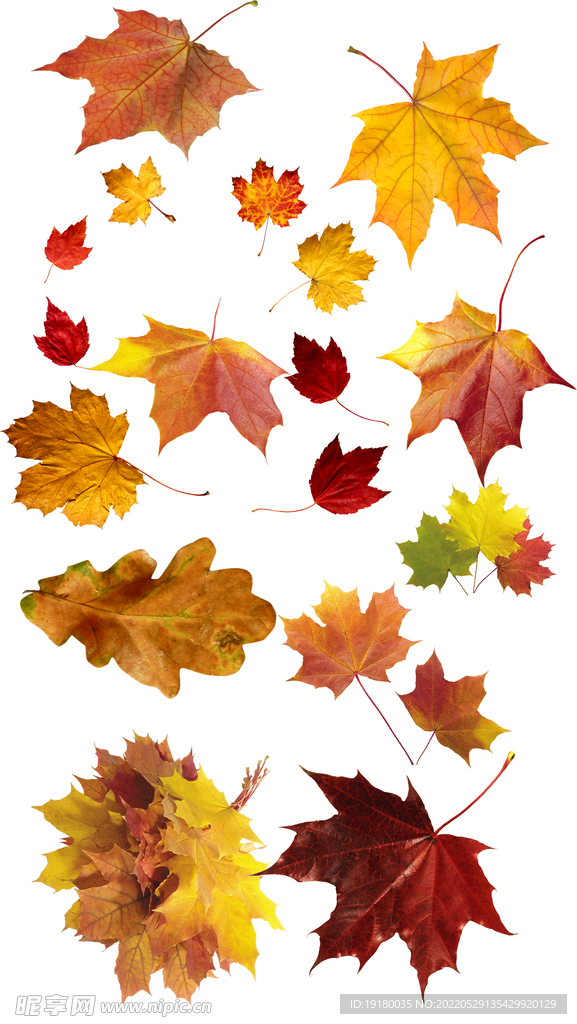 高清落叶免扣素材