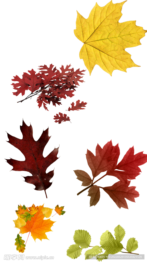 高清落叶免扣素材