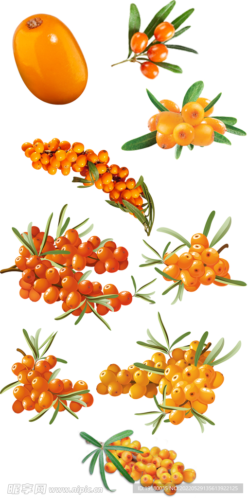 高清免扣沙棘果素材
