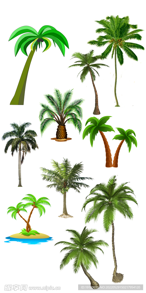 高清免扣椰子树棕树素材