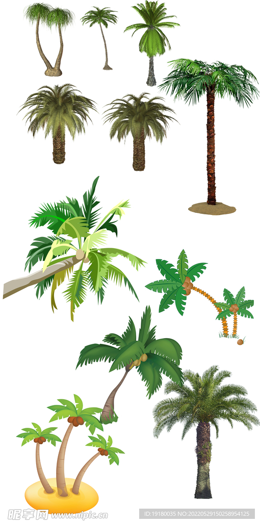 高清免扣椰子树棕树素材