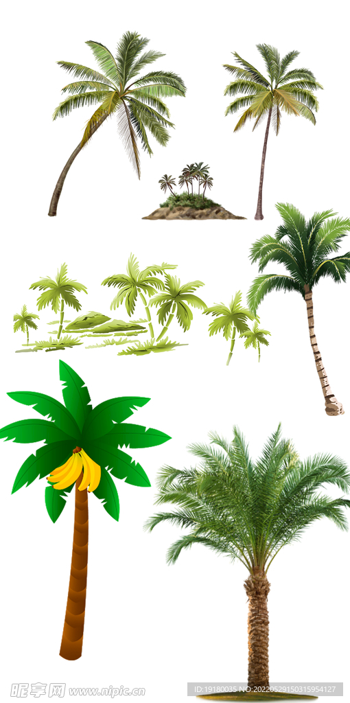 高清免扣椰子树棕树素材