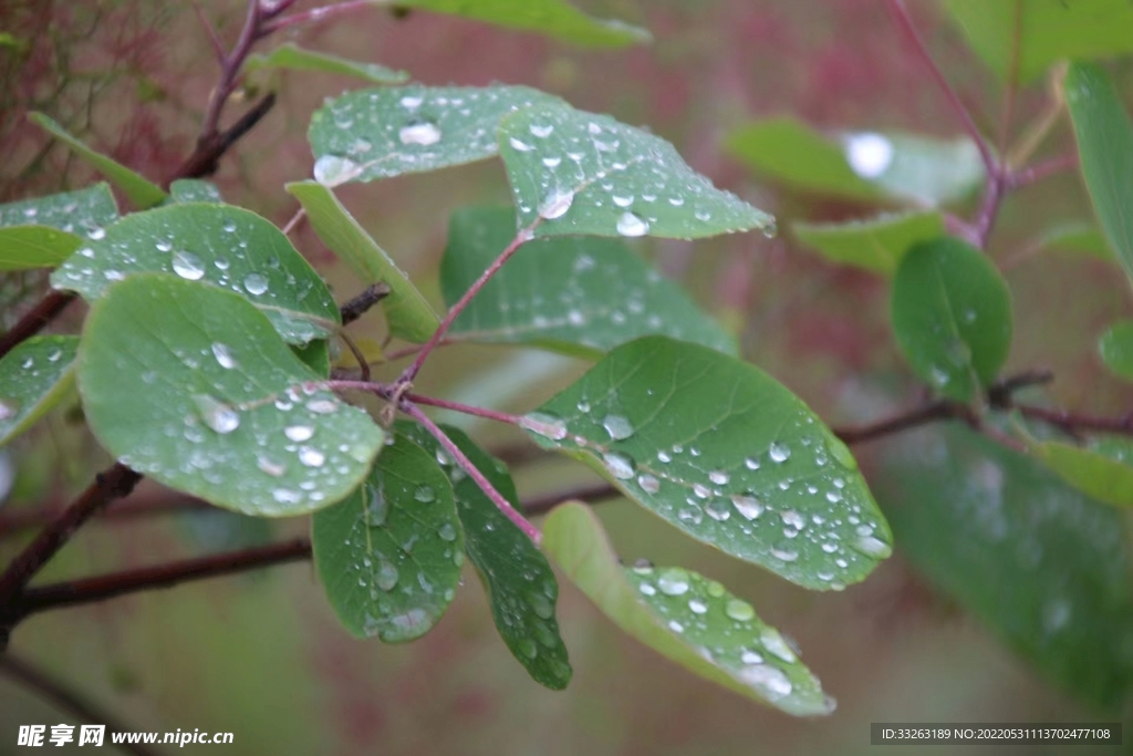 雨后的水滴