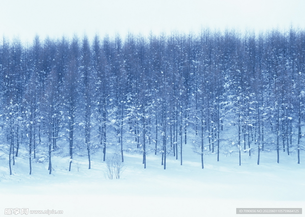 万籁俱寂的冬季    