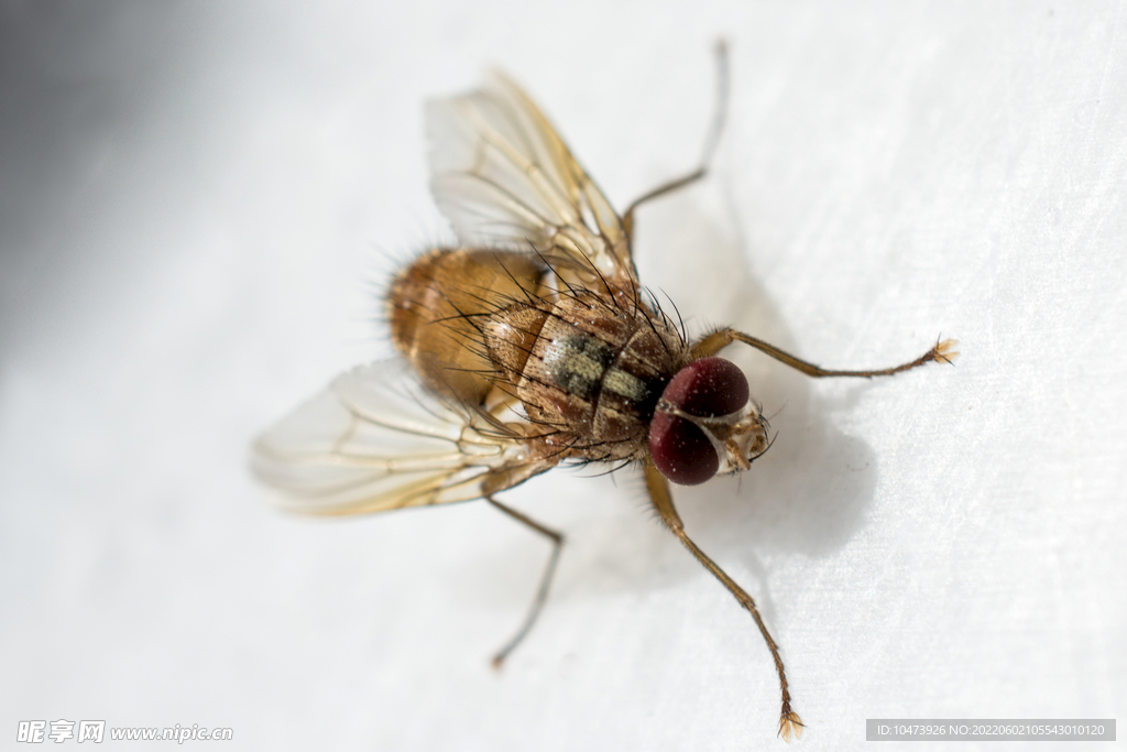 高清苍蝇图片