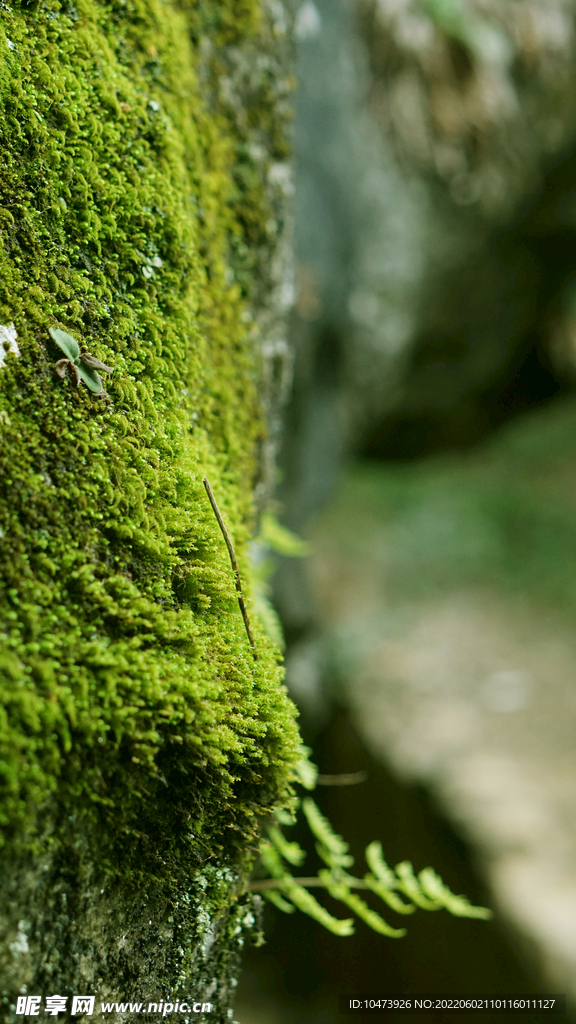 石壁上的青苔图片