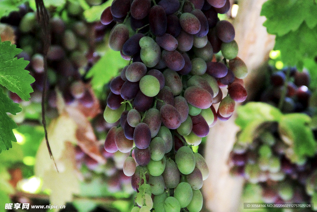 新鲜葡萄水果