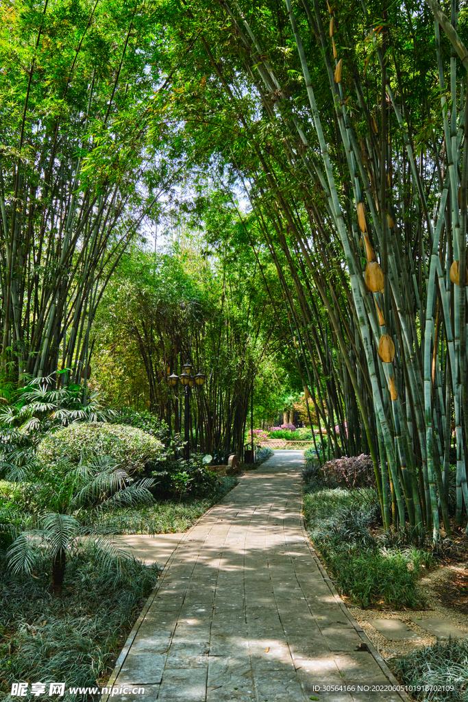 户外竹林绿荫大道