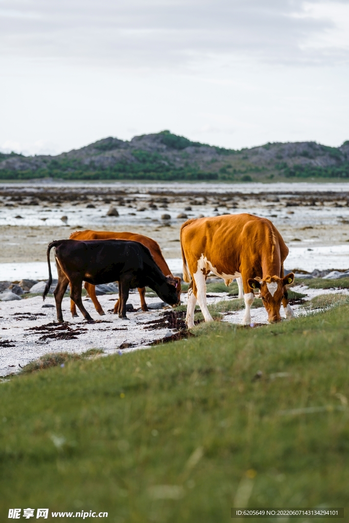 两只奶牛在吃草