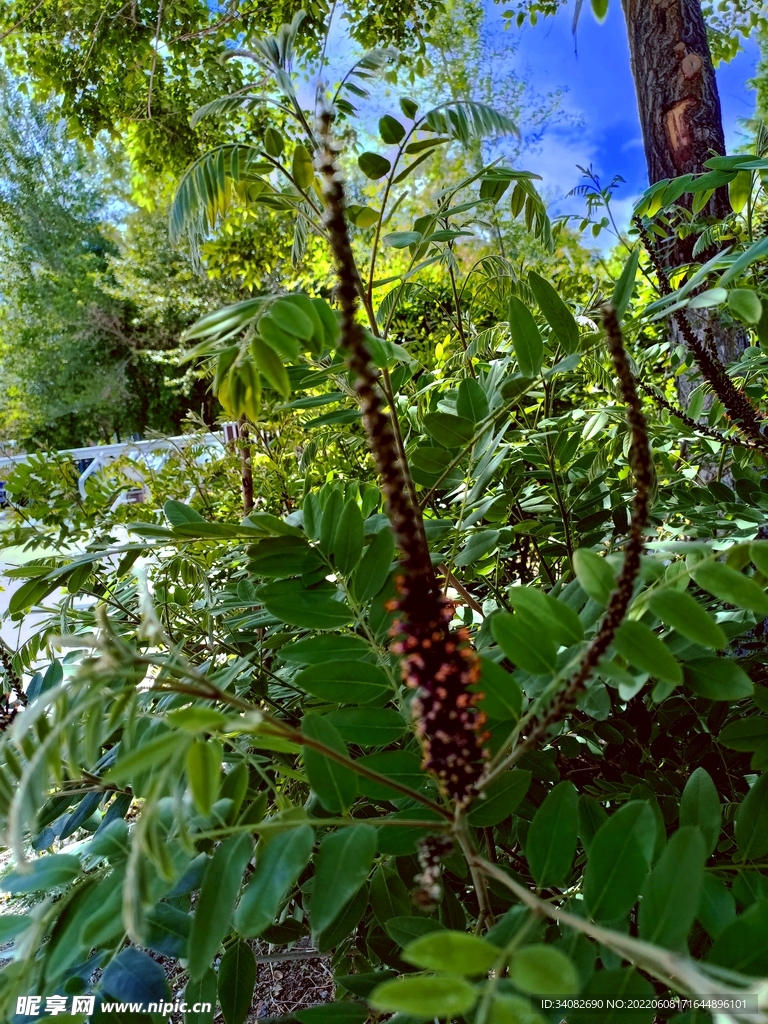 火炬树 紫穗槐 花槐棉槐 花穗