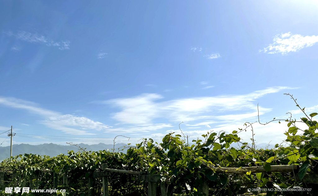 蓝天下猕猴桃园