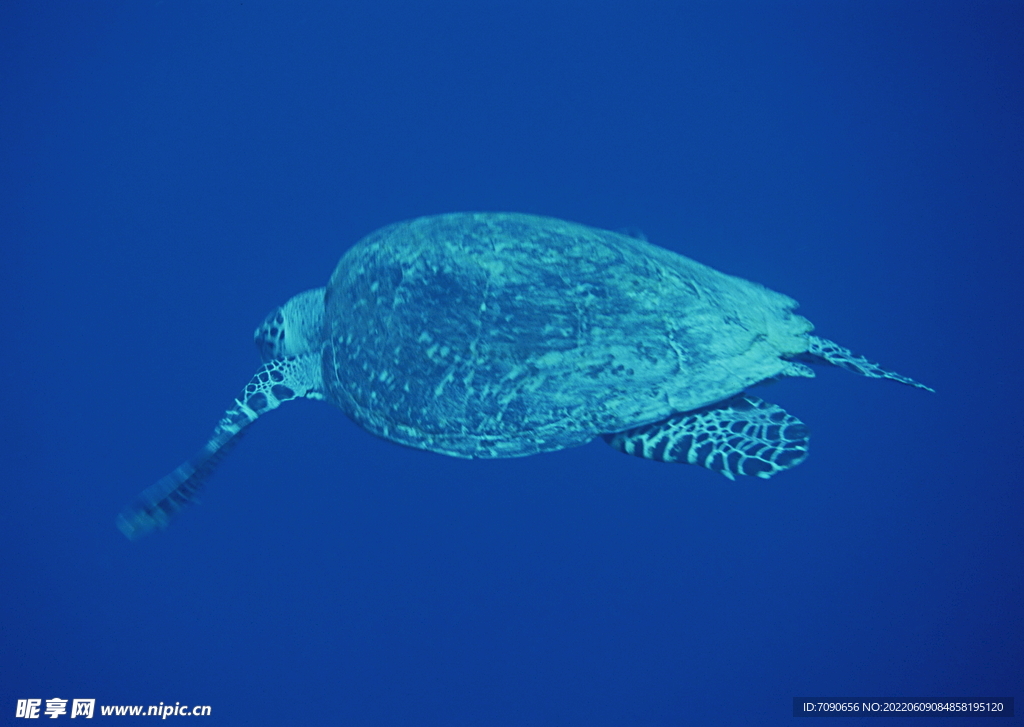 海洋动物海龟科      