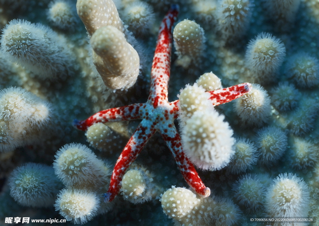 海洋动物海星   