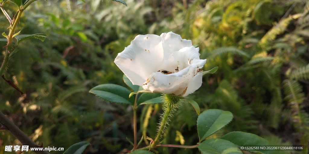 金樱子花朵图片