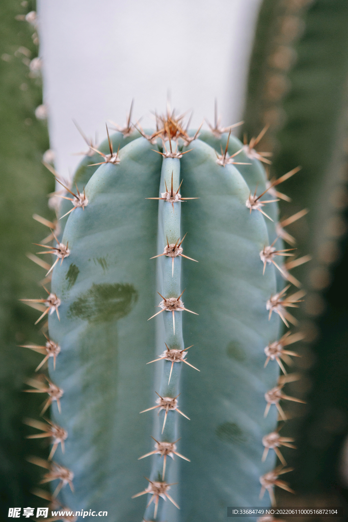 有刺的仙人掌