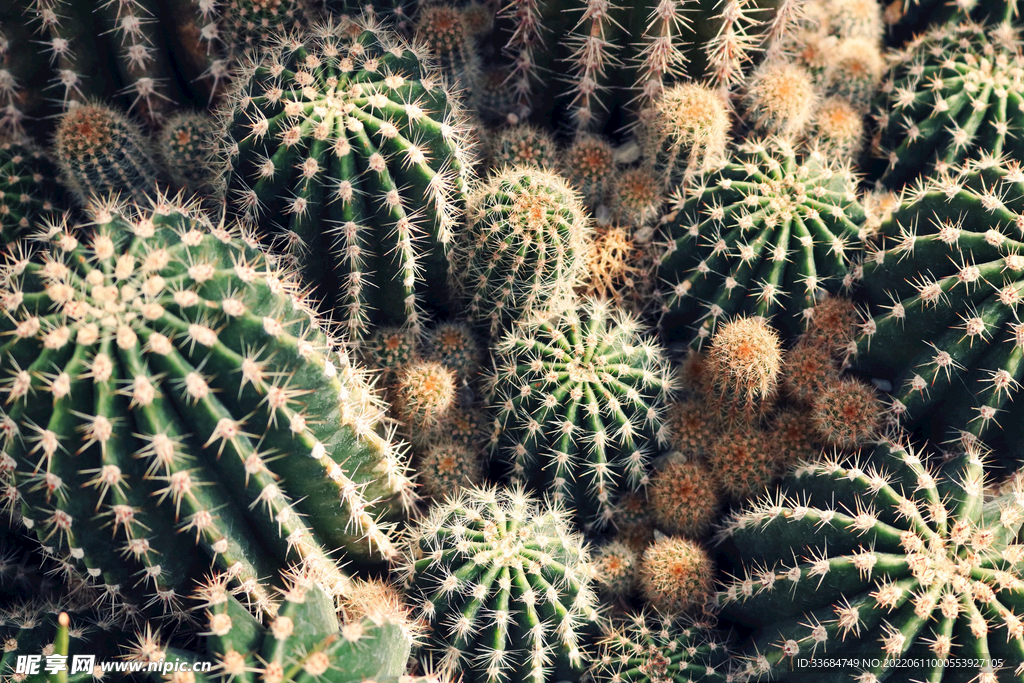 植物园的仙人球