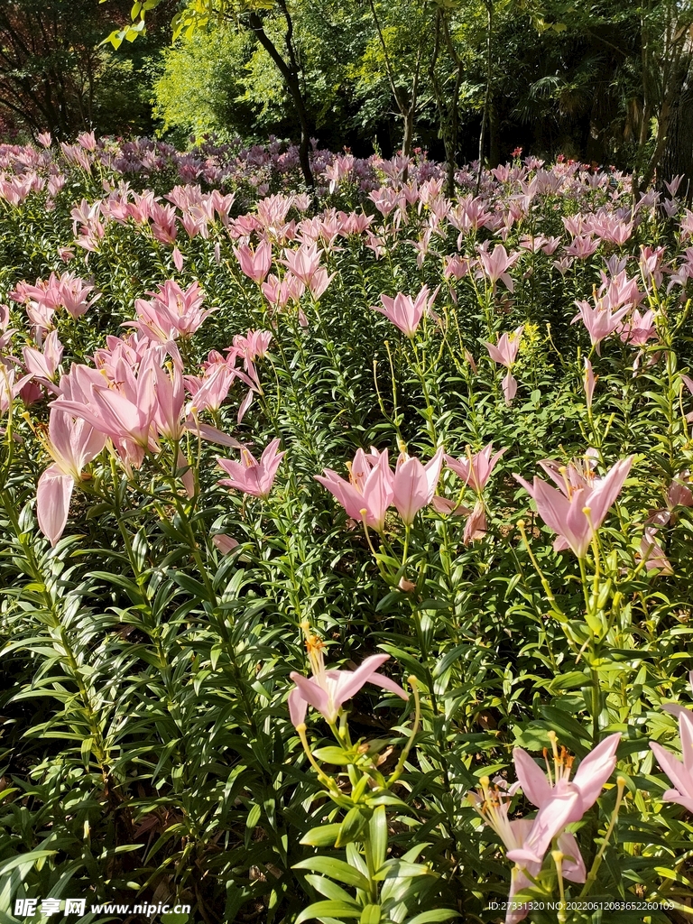 百合花花田
