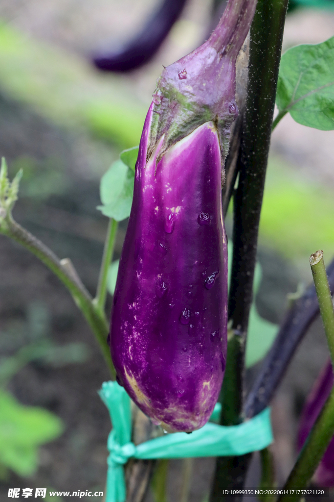 茄子特写