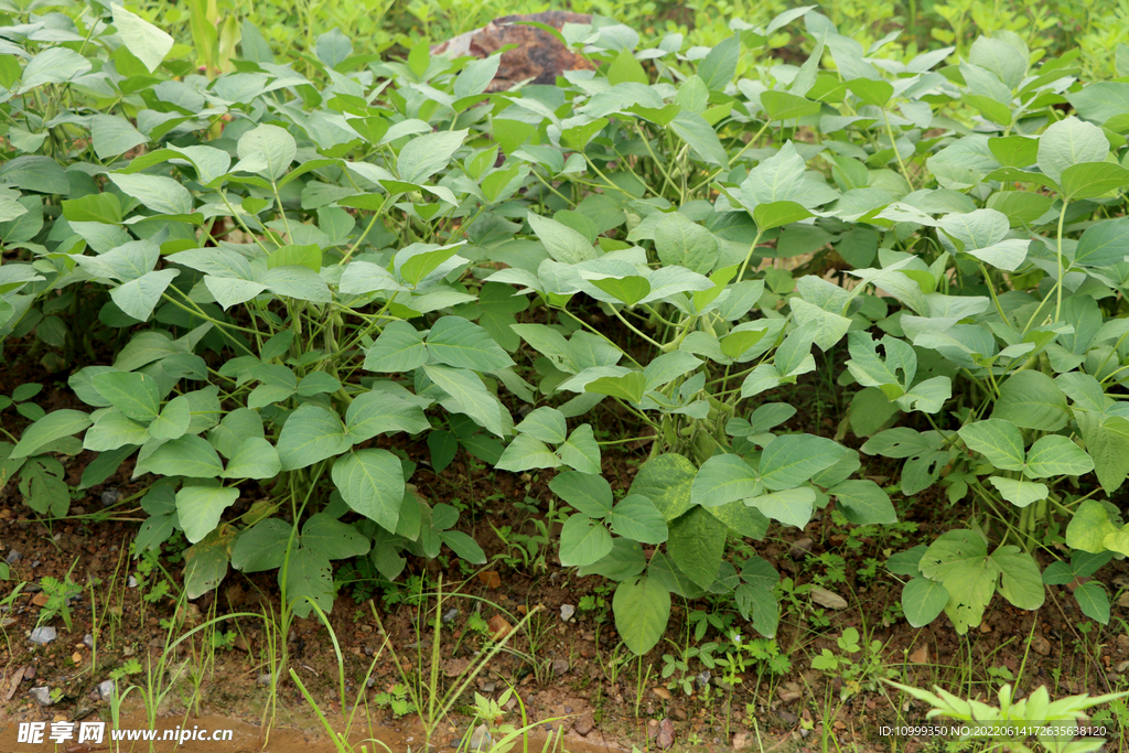 黄豆种植