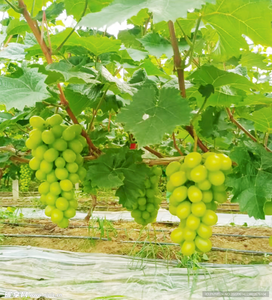 葡萄树