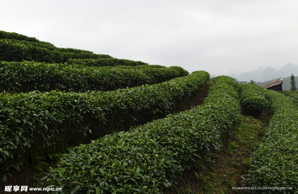 高山茶园