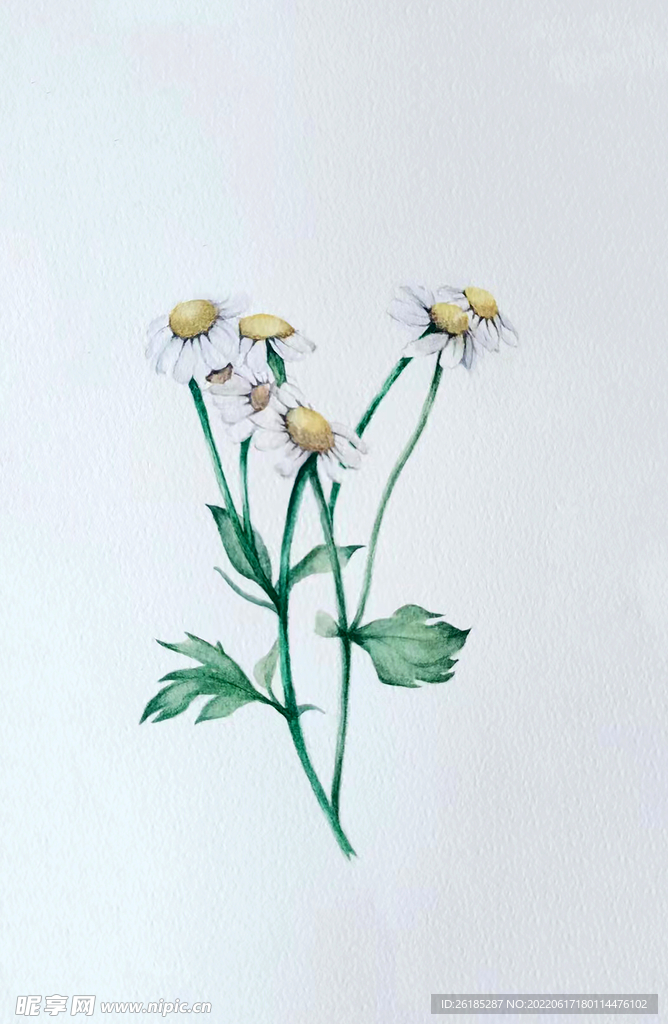 小邹菊 插画 手绘 