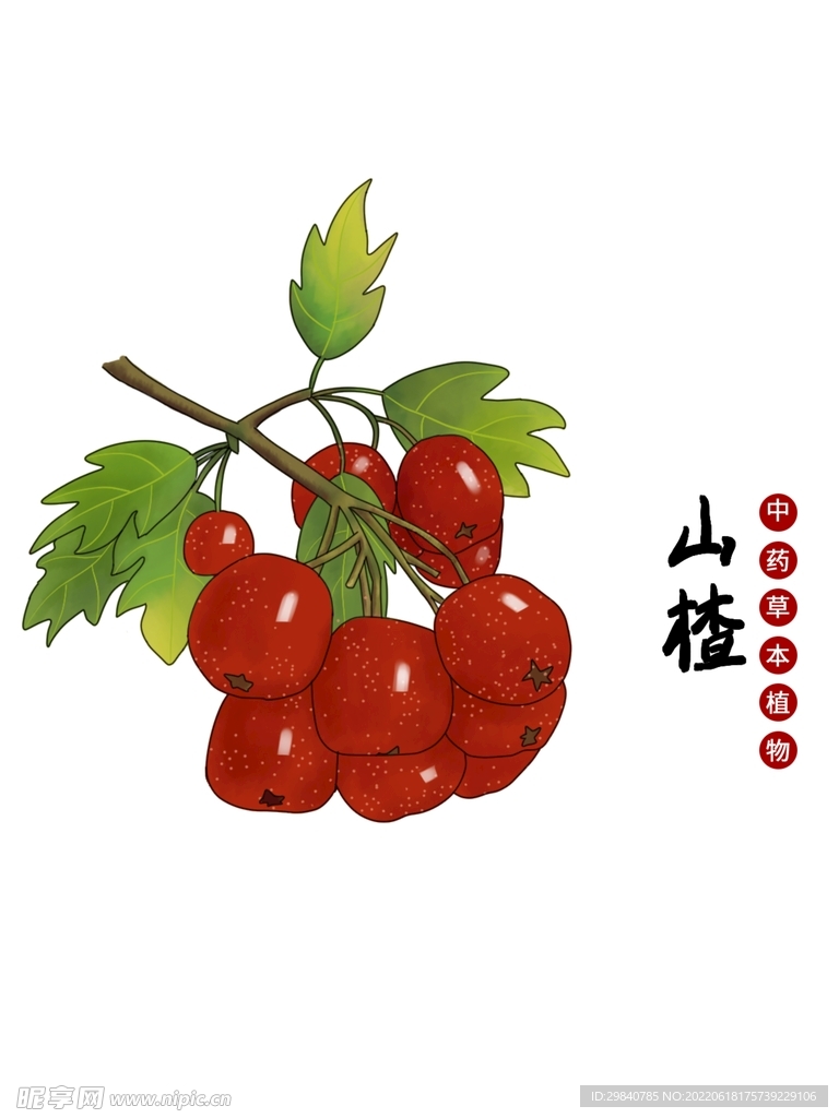 山楂手绘植物中医中药高清抠图