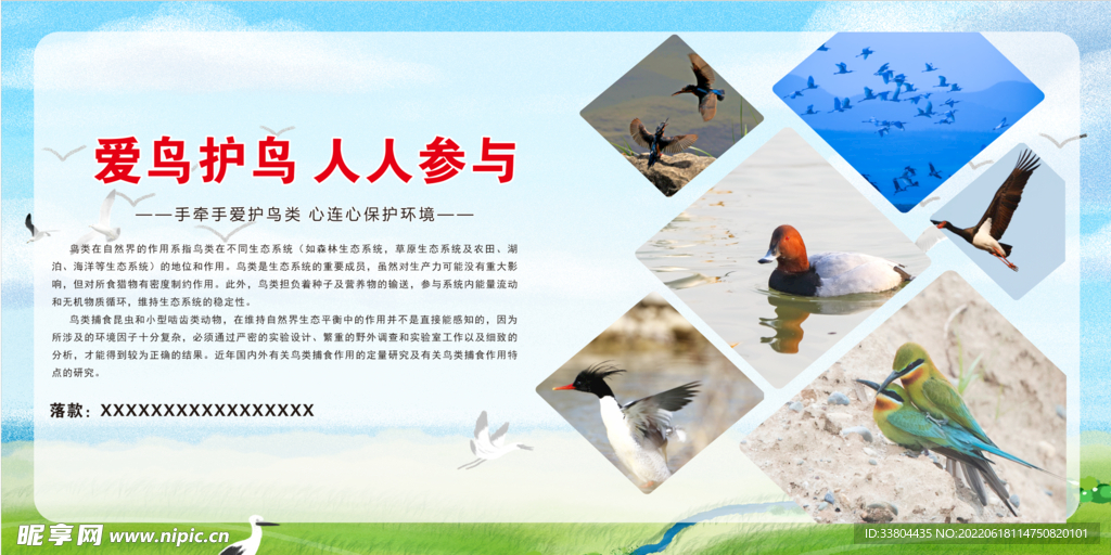 爱鸟护鸟