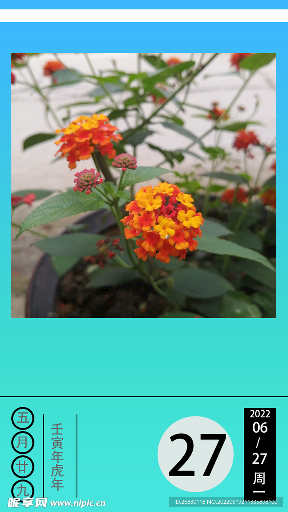 日历花朵6月