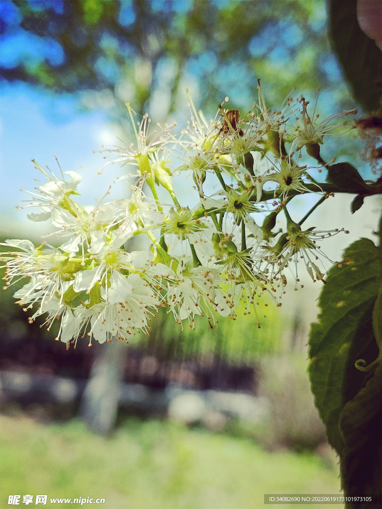 若絮若花不知名