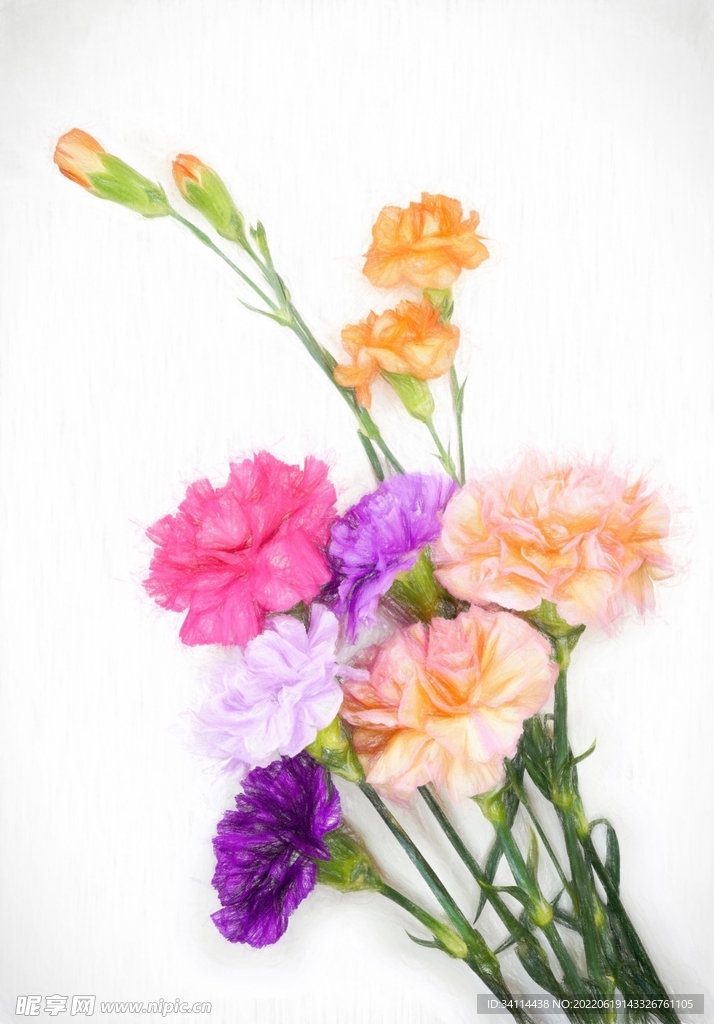 花卉植物彩铅画