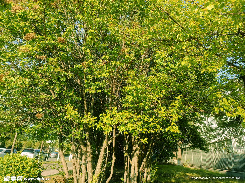 落日余晖下的小树林 向阳草木青