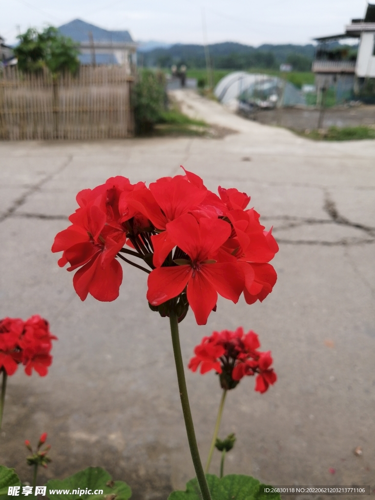 姹紫嫣红 花花草草 户外 写真