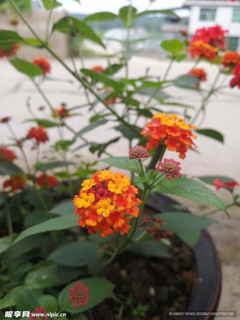 姹紫嫣红 花花草草 户外 写真