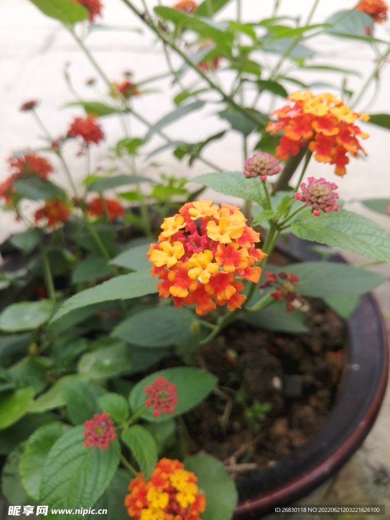 姹紫嫣红 花花草草 户外 写真