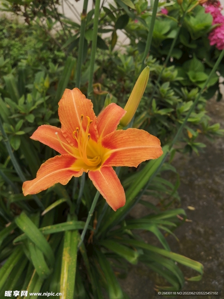 姹紫嫣红 花花草草 户外 写真