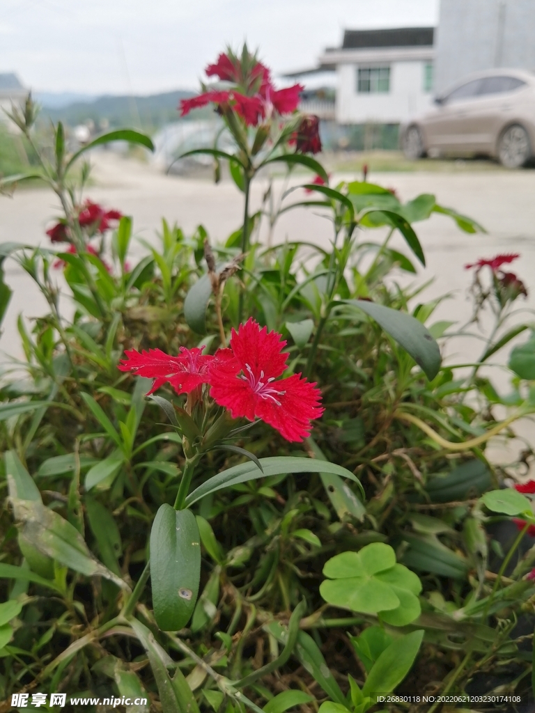 姹紫嫣红 花花草草 户外 写真