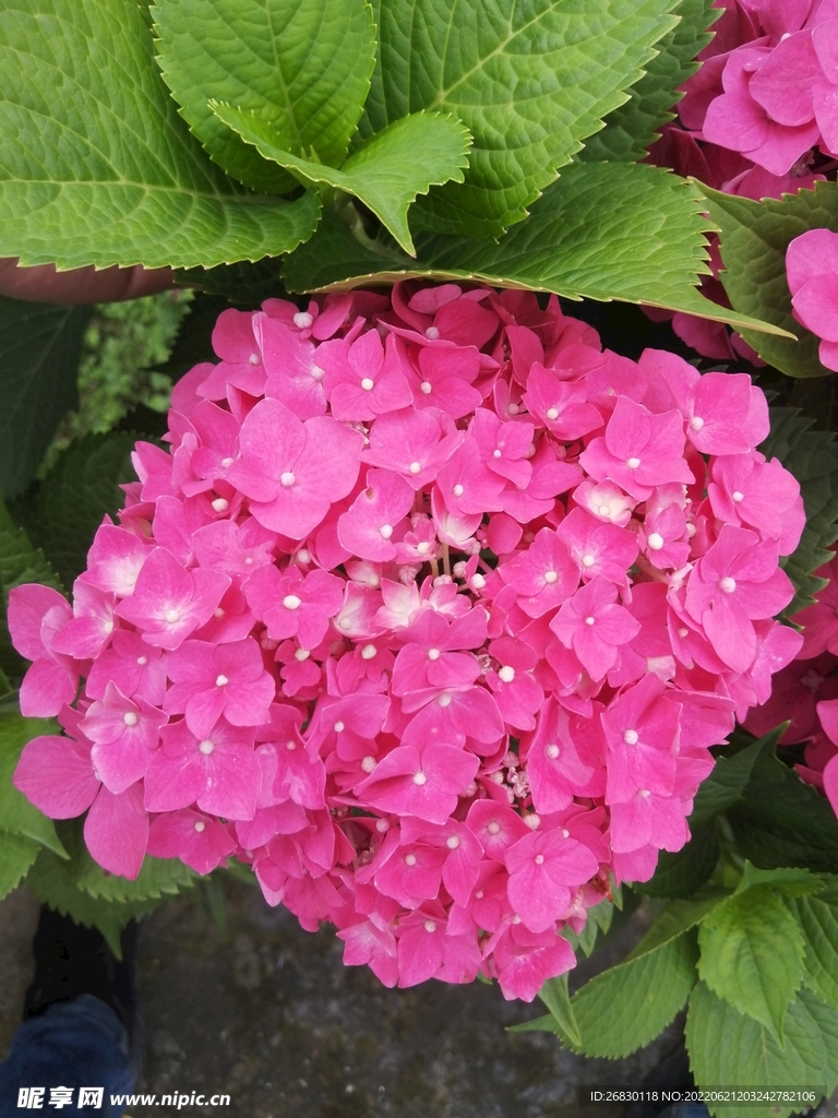 姹紫嫣红花花草草