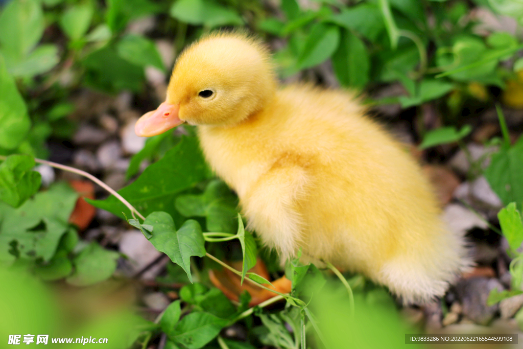 小黄鸭