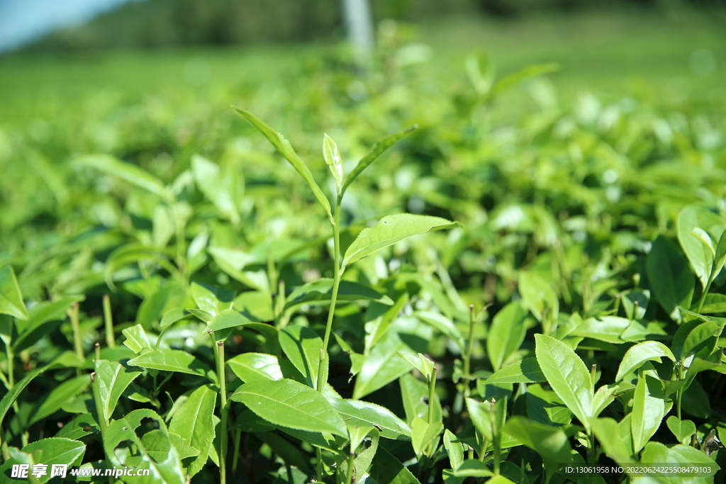 茶园 茶叶 绿茶 绿色 植物 