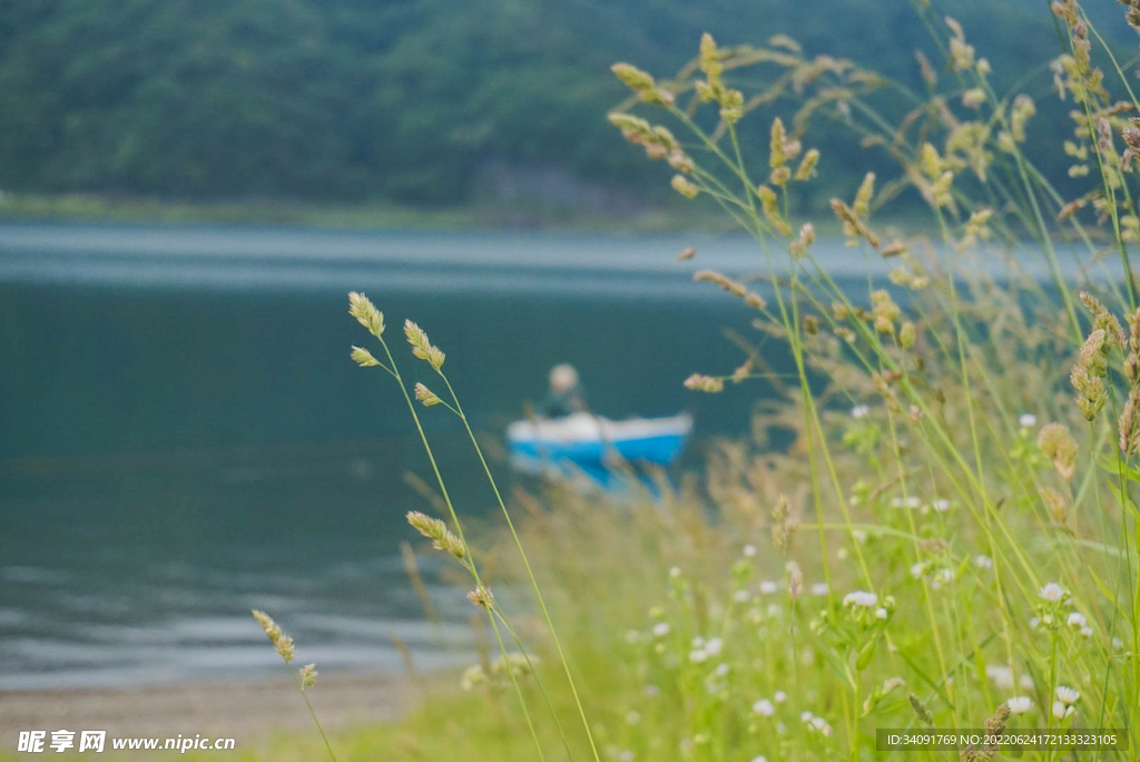 湖边的小小草