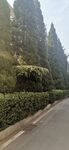 校园绿植公路