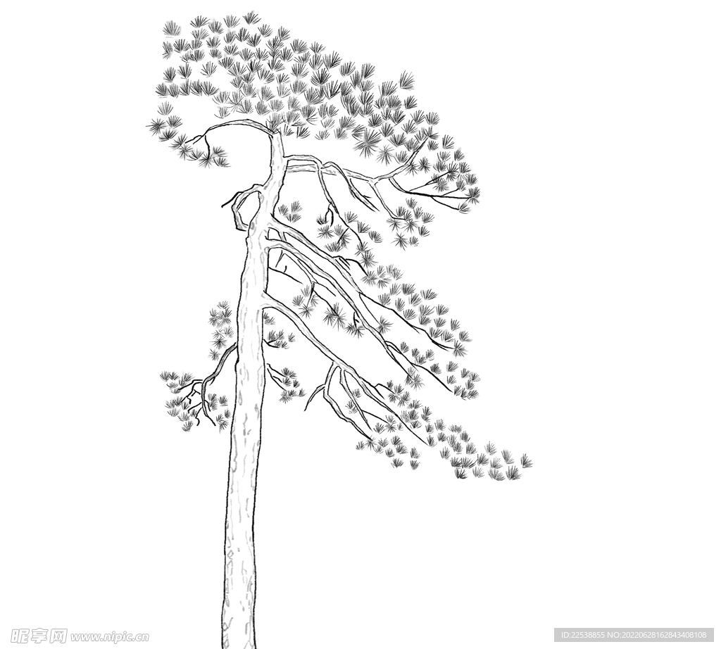 松树线条水墨