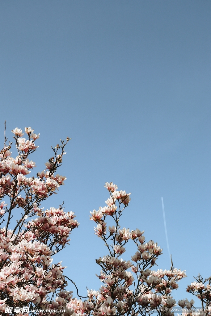 户外树木花朵自然景观