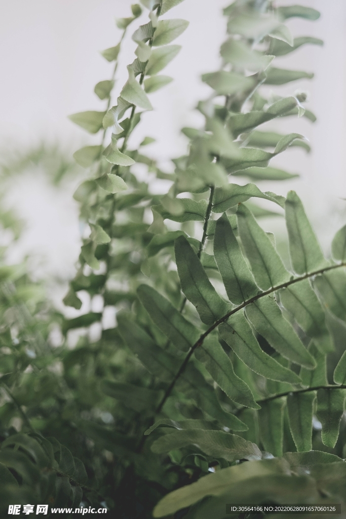 户外绿色植物自然景观